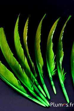 Blauwe pauw - 35-42 cm - lime-bruin